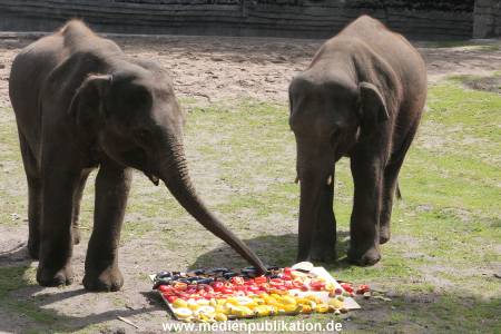 EM Orakel Hagenbeck 08062012 015
