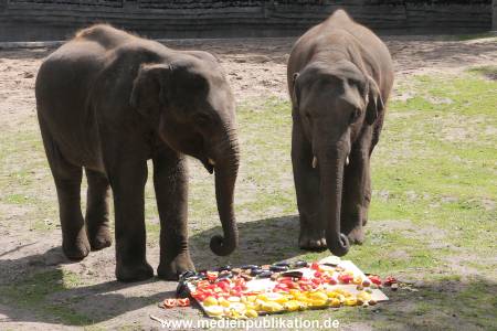 EM Orakel Hagenbeck 08062012 017