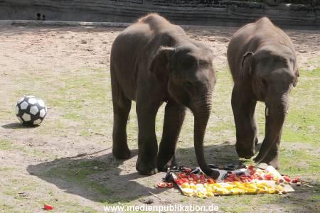EM Orakel Hagenbeck 08062012 021