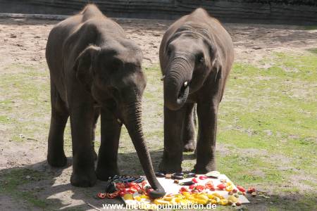EM Orakel Hagenbeck 08062012 022