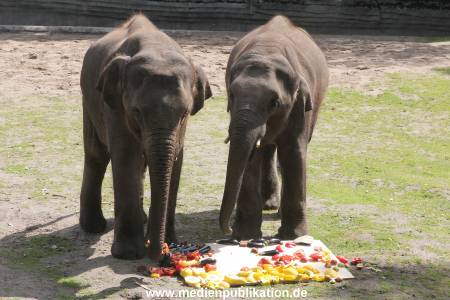 EM Orakel Hagenbeck 08062012 024