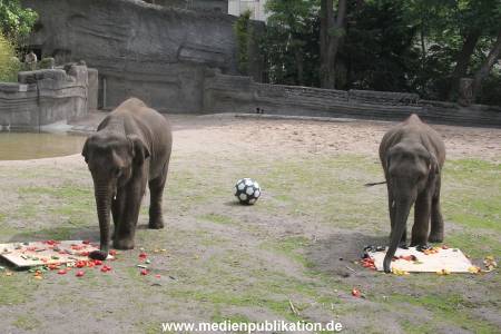 EM Orakel Hagenbeck 08062012 025