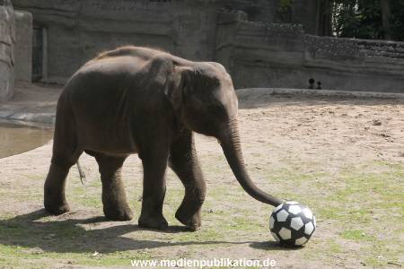 EM Orakel Hagenbeck 08062012 026