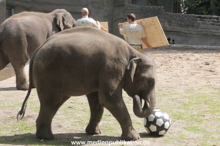 EM Orakel Hagenbeck 08062012 031