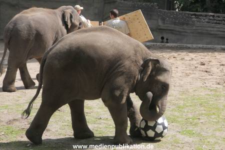 EM Orakel Hagenbeck 08062012 032