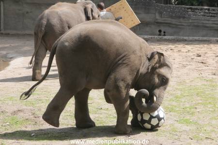 EM Orakel Hagenbeck 08062012 033