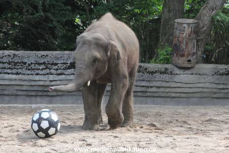 EM Orakel Hagenbeck 08062012 034