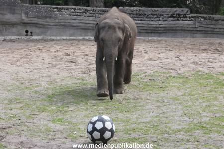 EM Orakel Hagenbeck 08062012 036