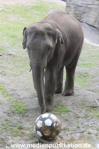 EM Orakel Hagenbeck 08062012 038