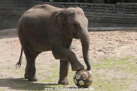 EM Orakel Hagenbeck 08062012 039