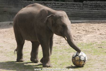 EM Orakel Hagenbeck 08062012 043