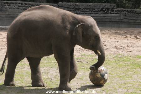 EM Orakel Hagenbeck 08062012 044