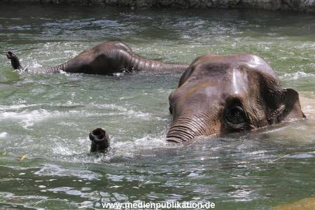Eismeer Hagenbeck 05072012 063