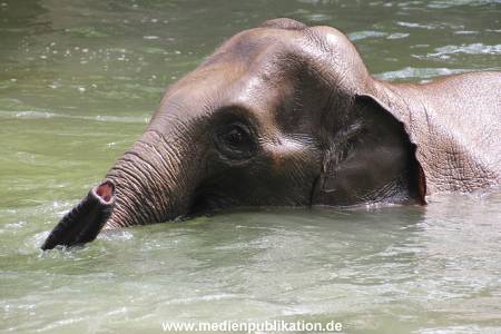 Eismeer Hagenbeck 05072012 064
