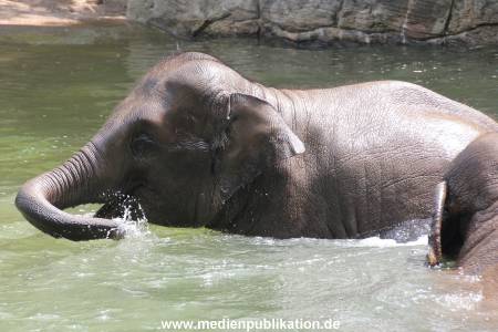 Eismeer Hagenbeck 05072012 065