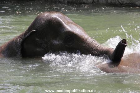 Eismeer Hagenbeck 05072012 066