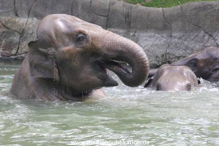 Eismeer Hagenbeck 05072012 067