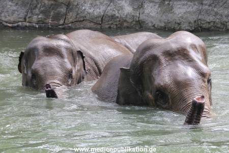 Eismeer Hagenbeck 05072012 068