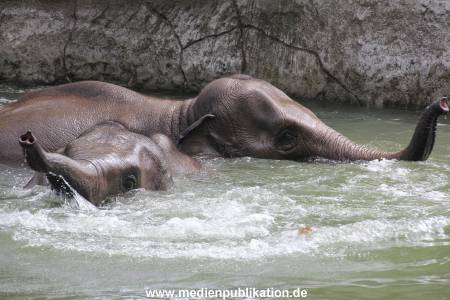 Eismeer Hagenbeck 05072012 069