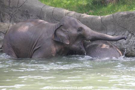 Eismeer Hagenbeck 05072012 071