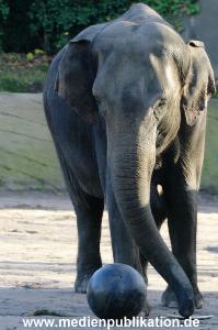 Hagenbeck 1104  001