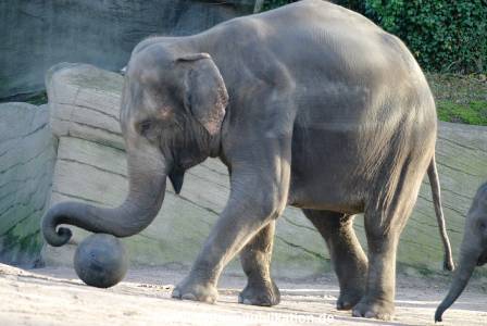 Hagenbeck 1104  002