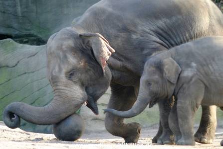 Hagenbeck 1104  003