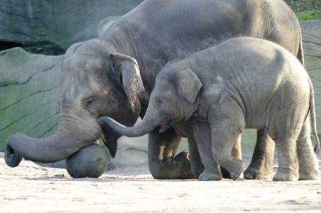 Hagenbeck 1104  004