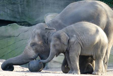 Hagenbeck 1104  005