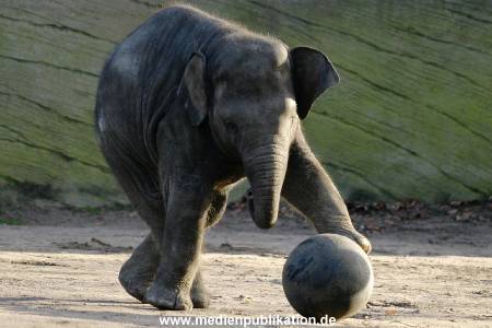Hagenbeck 1104  008