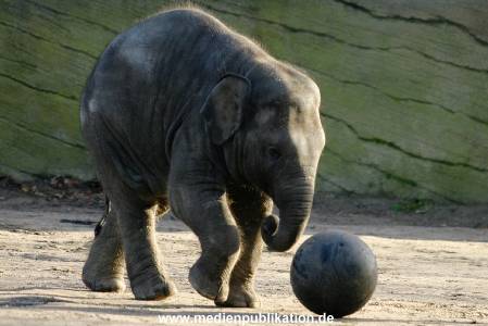 Hagenbeck 1104  009