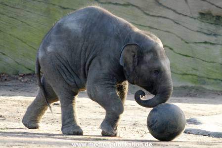 Hagenbeck 1104  010