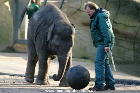 Hagenbeck 1104  011
