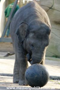 Hagenbeck 1104  012