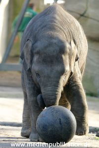 Hagenbeck 1104  013