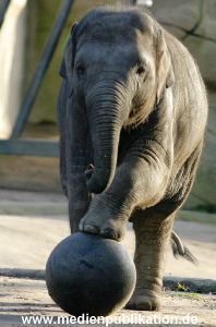 Hagenbeck 1104  014