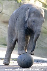 Hagenbeck 1104  016