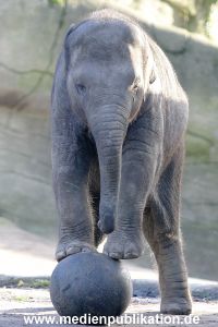 Hagenbeck 1104  017