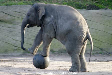Hagenbeck 1104  018