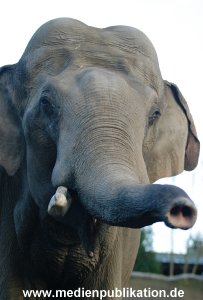 Hagenbeck 1104  026