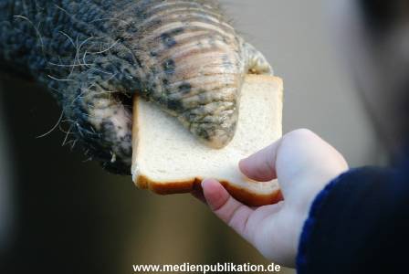 Hagenbeck 1104  027