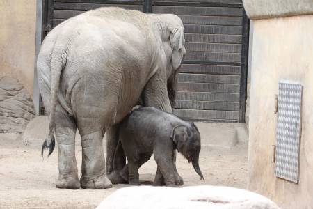 Hagenbeck 01082015 050