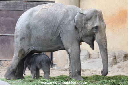 Hagenbeck 03092017 004