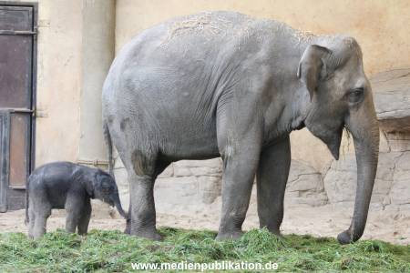 Hagenbeck 03092017 005