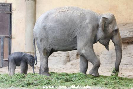 Hagenbeck 03092017 006