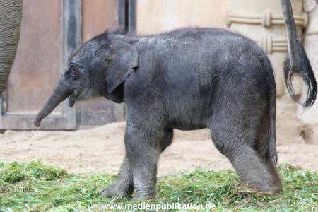 Hagenbeck 03092017 010