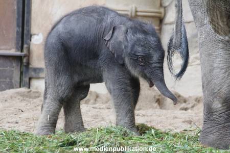 Hagenbeck 03092017 011