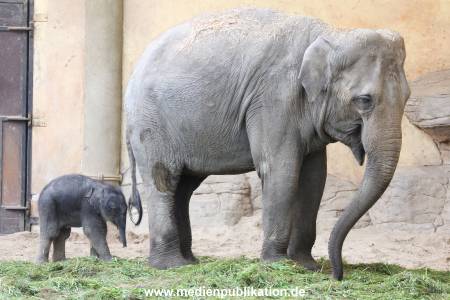 Hagenbeck 03092017 012