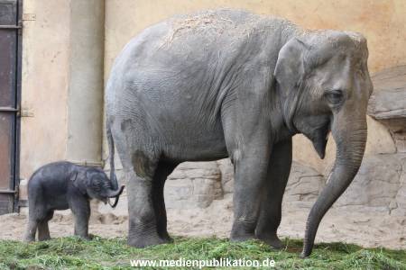 Hagenbeck 03092017 013