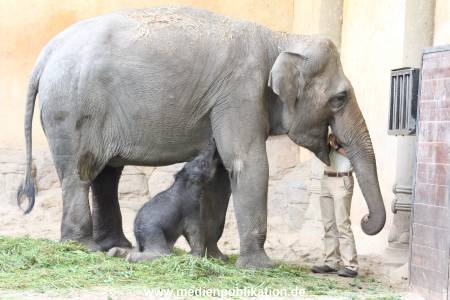 Hagenbeck 03092017 016